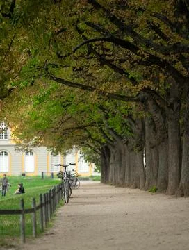 A path lined with trees and a row of bicycles parked along the side Stock Photos