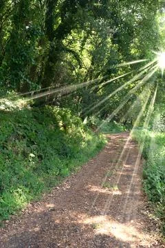 Path lined with trees in the middle of the woods Stock Photos