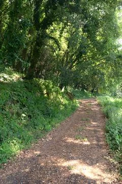 Path lined with trees in the middle of the woods Stock Photos