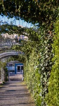 A path lined with various trees Stock Photos