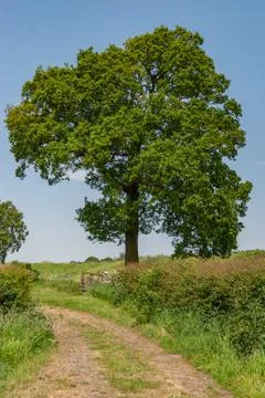 Path to Lone Tree Stock Photos