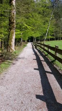 Path in the lonely forest Stock Photos