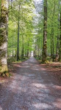 Path in the lonely forest Stock Photos