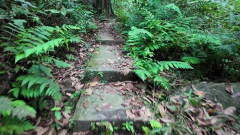 A path with a lot of plants and trees Видео 325840068