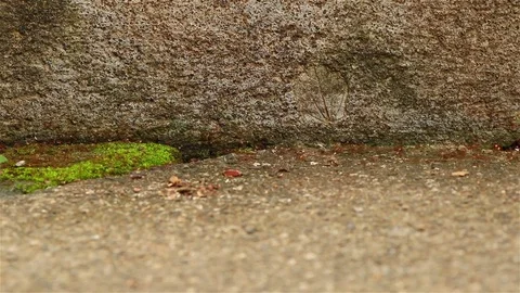 A path with lots of ants Stock Footage 72446480