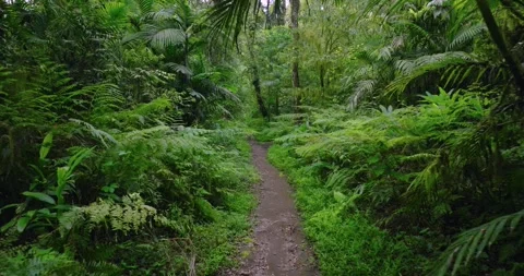 Path in lush green forest with lots of trees and leaves Stock Footage 310305912