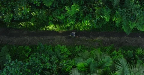 Path in lush green forest with lots of trees and leaves Stock Footage 310305946
