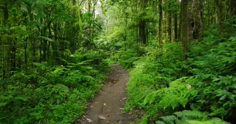 Path in lush green forest with lots of trees and leaves Stock Footage 310306193