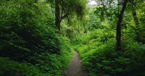 Path in lush green forest with lots of trees and leaves Stock Footage 310306241