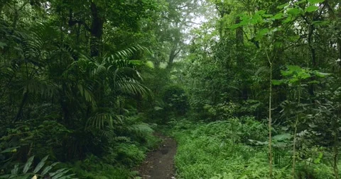 Path in lush green forest with lots of trees and leaves Stock Footage 310386583