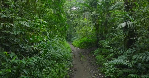 Path in lush green forest with lots of trees and leaves Stock Footage 310386663