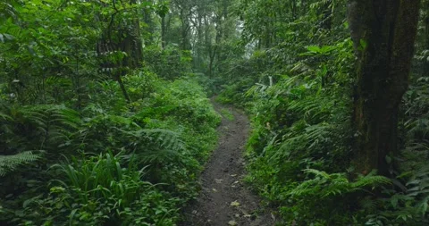 Path in lush green forest with lots of trees and leaves Stock Footage 310386745
