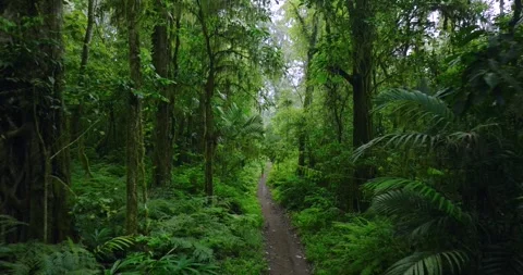 Path in lush green forest with lots of trees and leaves Stock Footage 310401579