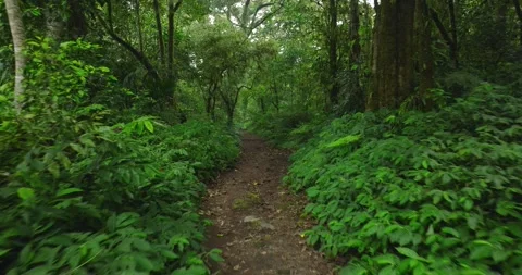 Path in lush green forest with lots of trees and leaves Stock Footage 310401833