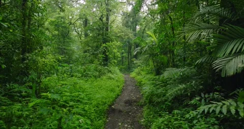 Path in lush green forest with lots of trees and leaves Stock Footage 310410061