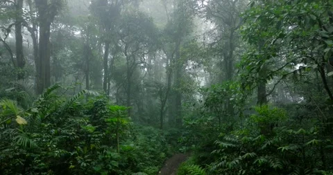 Path in lush green forest with lots of trees and leaves in fog Stock Footage 310410094
