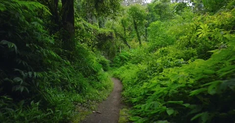 Path in lush green forest with lots of trees and leaves Stock Footage 310784633