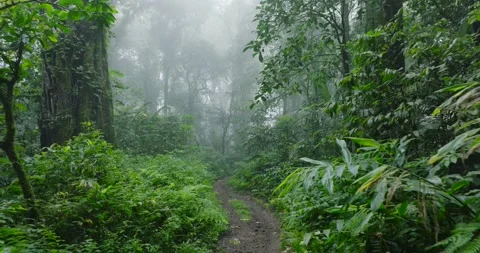 Path in lush green forest with lots of trees and leaves Stock Footage 310809288