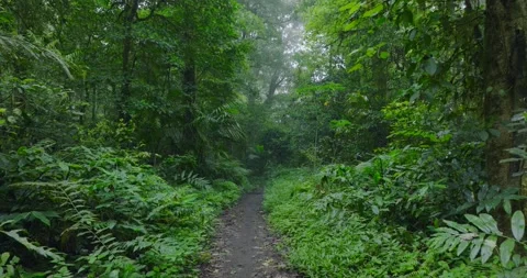 Path in lush green forest with lots of trees and leaves Stock Footage 310809510