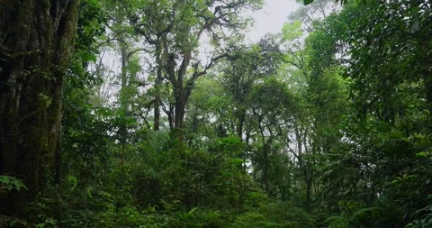 Path in lush green forest with lots of trees and leaves Stock Footage 310962543