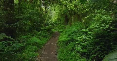 Path in lush green forest with lots of trees and leaves Stock Footage 311495750