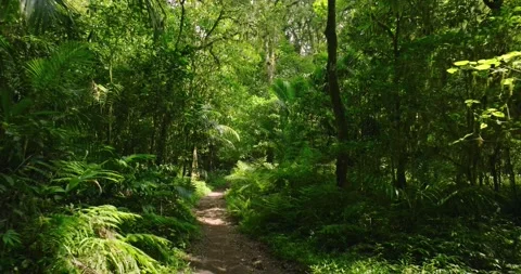 Path in lush green forest with lots of trees and leaves Stock Footage 311550618