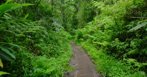 Path in lush green forest with lots of trees and leaves Stock Footage 311590918