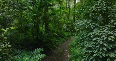 Path in lush green forest with lots of trees and leaves Stock Footage 311590954