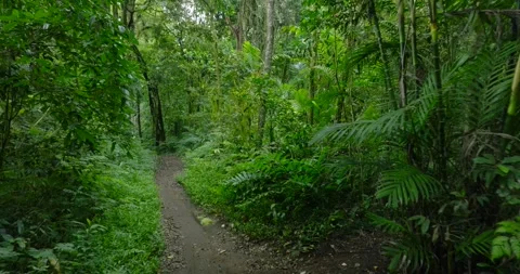 Path in lush green forest with lots of trees and leaves Stock Footage 311591031