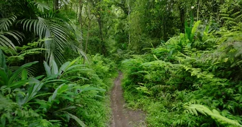 Path in lush green forest with lots of trees and leaves Stock Footage 311591107