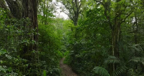 Path in lush green forest with lots of trees and leaves Stock Footage 311591230
