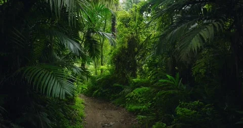 Path in lush green forest with lots of trees and leaves Stock Footage 311591420