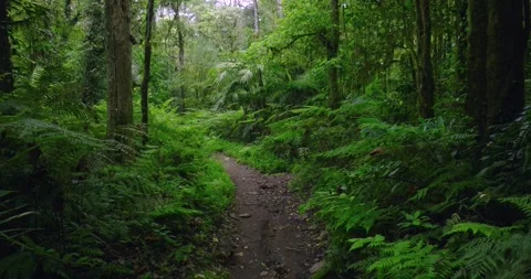 Path in lush green forest with lots of trees and leaves Stock Footage 311591526