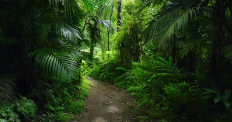 Path in lush green forest with lots of trees and leaves Stock Footage 311591723