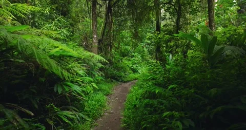 Path in lush green forest with lots of trees and leaves Stock Footage 311591744