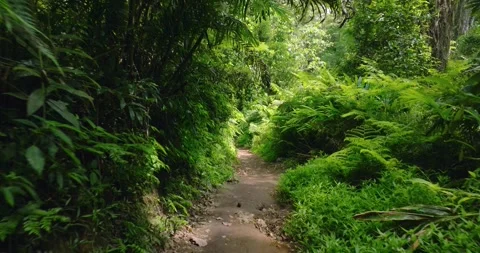 Path in lush green forest with lots of trees and leaves Stock Footage 311591820