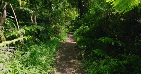 Path in lush green forest with lots of trees and leaves Stock Footage 311591858
