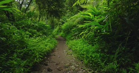 Path in lush green forest with lots of trees and leaves Stock Footage 311591895