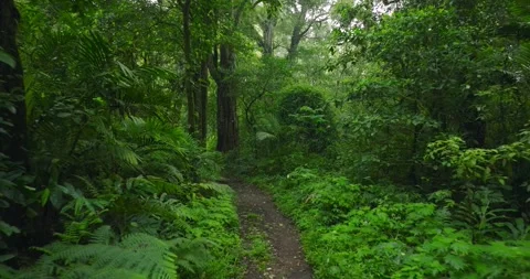 Path in lush green forest with lots of trees and leaves Stock Footage 311591928