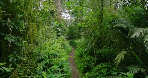 Path in lush green forest with lots of trees and leaves Stock Footage 311592063