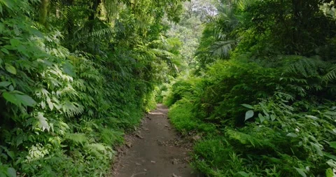 Path in lush green forest with lots of trees and leaves Stock Footage 311593279