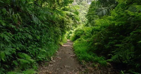 Path in lush green forest with lots of trees and leaves Stock Footage 311593828
