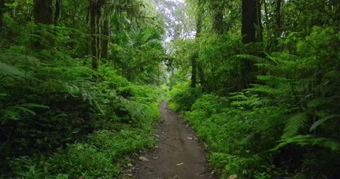 Path in lush green forest with lots of trees and leaves Stock Footage 311594276