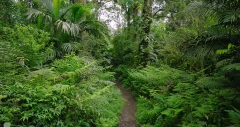 Path in lush green forest with lots of trees and leaves Stock Footage 311594985