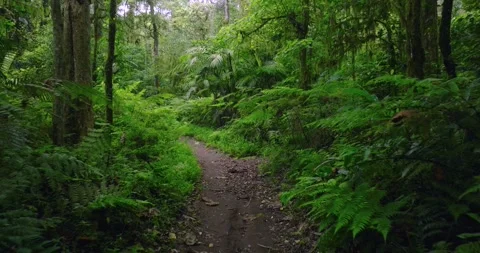 Path in lush green forest with lots of trees and leaves Stock Footage 311595741