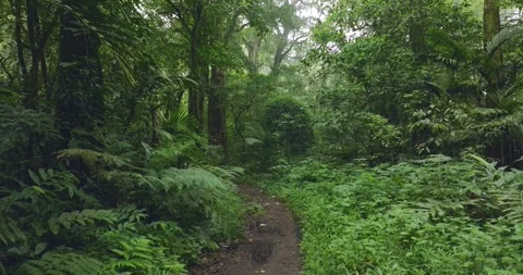 Path in lush green forest with lots of trees and leaves Stock Footage 311595881