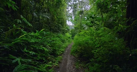 Path in lush green forest with lots of trees and leaves Stock Footage 311595886