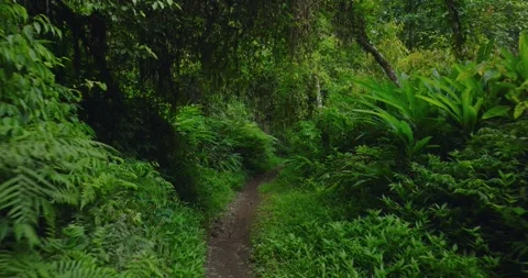 Path in lush green forest with lots of trees and leaves Stock Footage 311595990