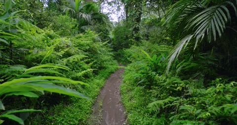 Path in lush green forest with lots of trees and leaves Stock Footage 311596076