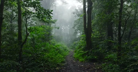 Path in lush green forest with lots of trees and leaves Stock Footage 311597165